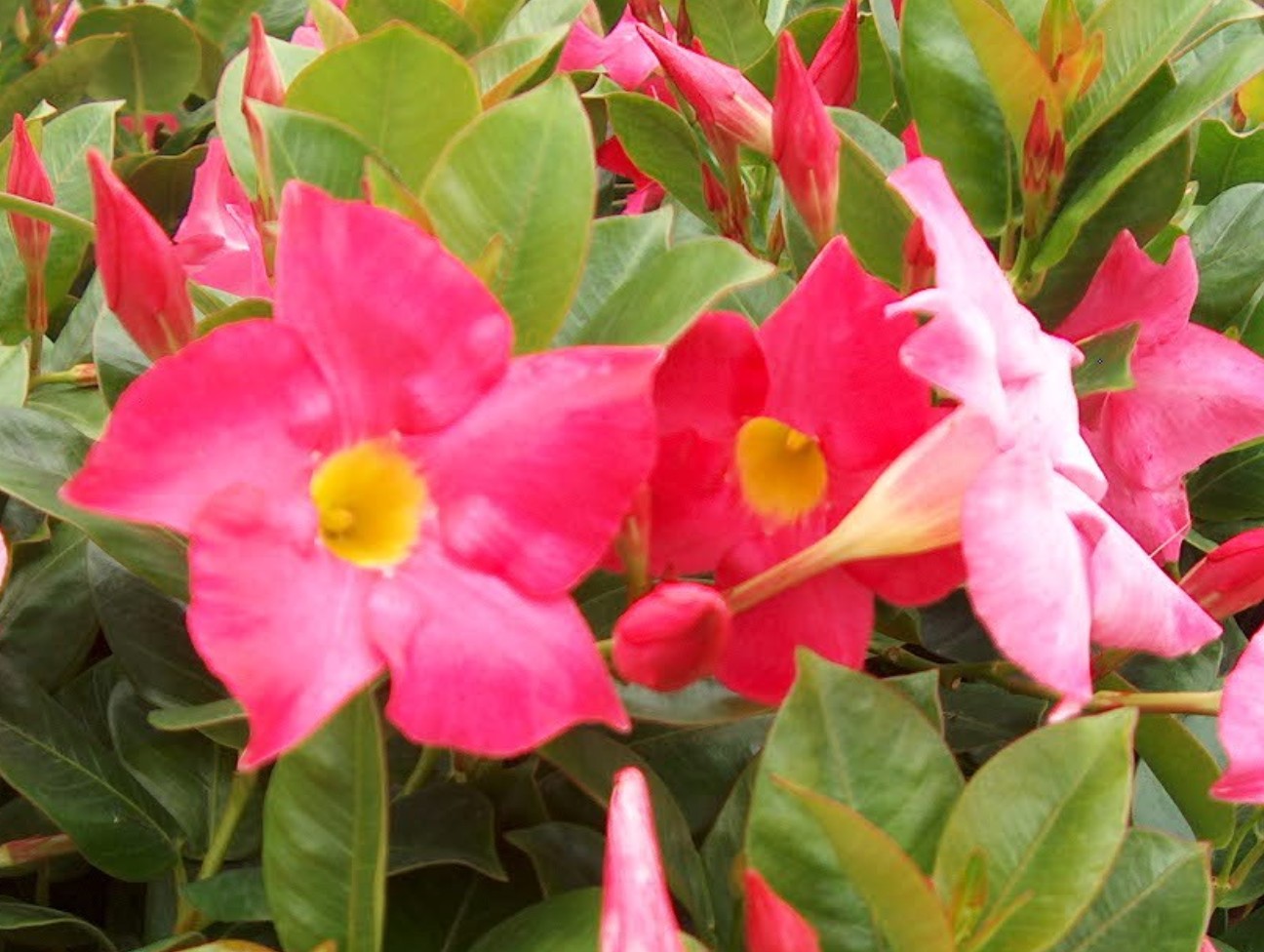 Online Plant Guide Mandevilla sanderii / Mandevilla